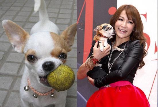 娱乐吃瓜酱小狗看坐在小车里,揭秘小车里的大秘密