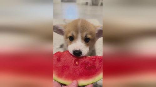 娱乐圈吃瓜小狗是谁啊,揭秘神秘“吃瓜群众”身份